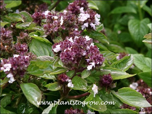 purple bracts of the inflorescence along with the creamy white flowers
